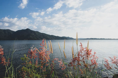 Plants by lake against sky