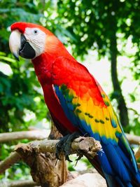 View of parrot perching on tree