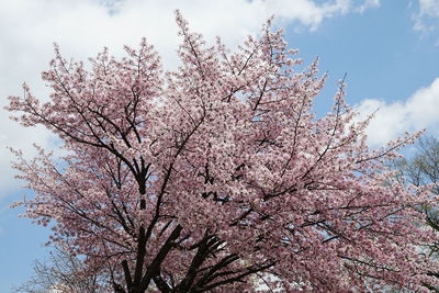 Low angle view of cherry blossoms against sky