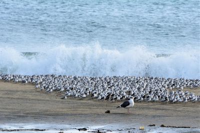 Seagulls on beach