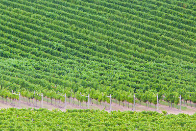 Scenic view of agricultural field