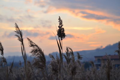 Close-up of silhouette plants against sunset sky