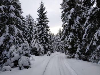 Snow covered road amidst trees against sky