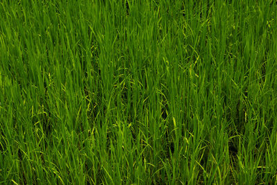 Full frame shot of crops growing on field