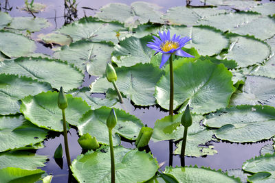 Close-up of lotus water lily on leaves