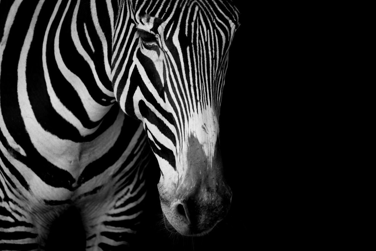 CLOSE-UP OF ZEBRA IN BLACK BACKGROUND