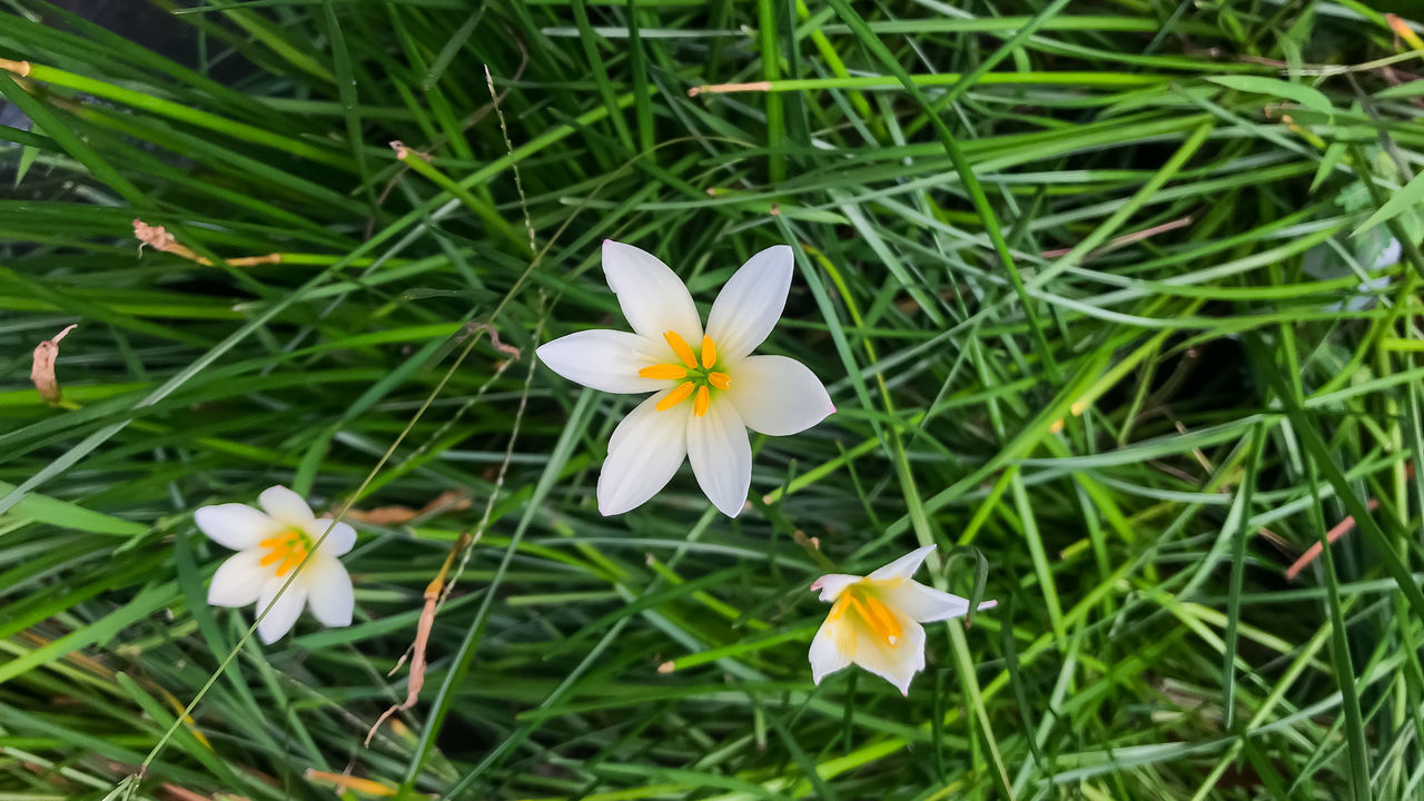 Swamp lily