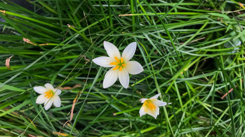 High angle view of white crocus flowers on field