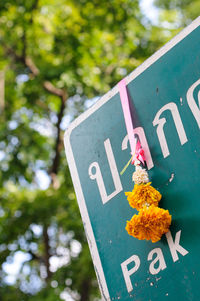 Low angle view of marigold hanging on information sign against tree