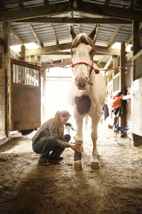 Cowgirl bandaging leg of horse in stable