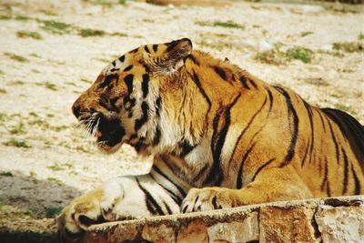 Full length of a cat in zoo