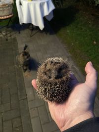 hedgehog