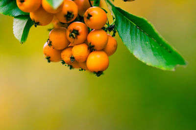 Close-up of fruits on tree