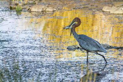 Bird perching on a lake