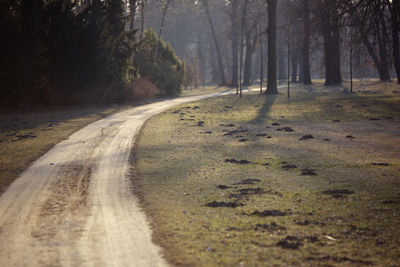 Road amidst trees in forest