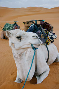 View of a horse on sand