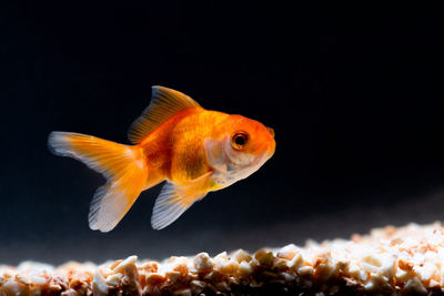 Close-up of fish swimming in sea