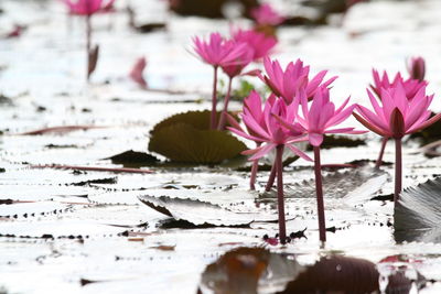 Close-up of pink flowering plants