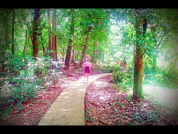 Footpath in forest