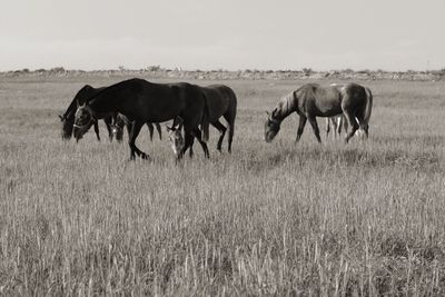 Horses grazing on field