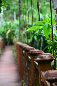 Close-up of bamboo against trees