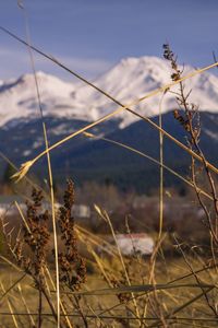 Close-up of dry plant on field against sky