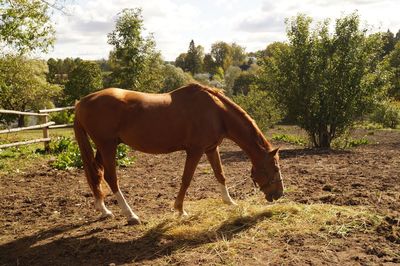 Horse in ranch