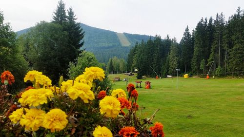 Scenic view of flowering plants and trees on field against sky