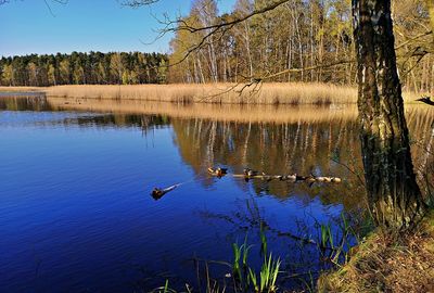 View of birds in lake