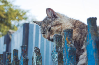 Close-up of cat