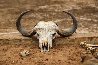 Front view of an animal skull