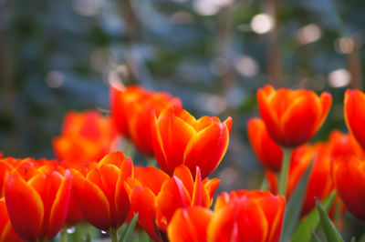 Close-up of orange flowers blooming outdoors