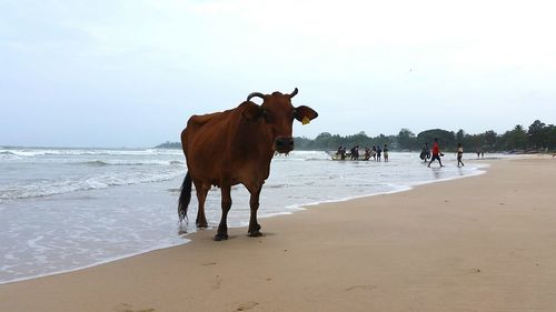 Horse cart on beach against sea