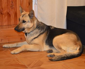 Close-up of dog sitting on hardwood floor at home