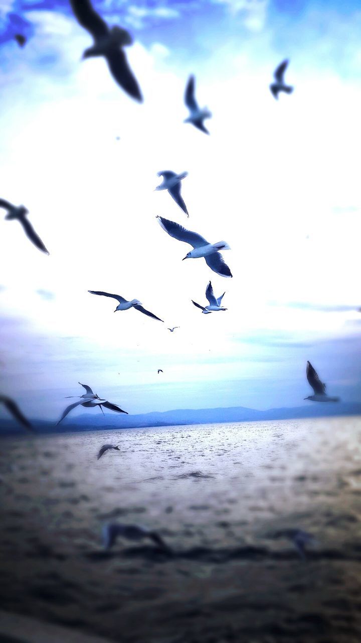 bird, flying, animals in the wild, animal themes, wildlife, sea, spread wings, water, seagull, flock of birds, mid-air, sky, nature, beauty in nature, horizon over water, medium group of animals, scenics, outdoors, beach