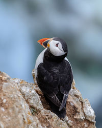 Close-up of bird perching on rock