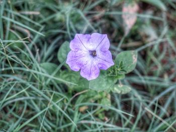 Close-up of purple flowers