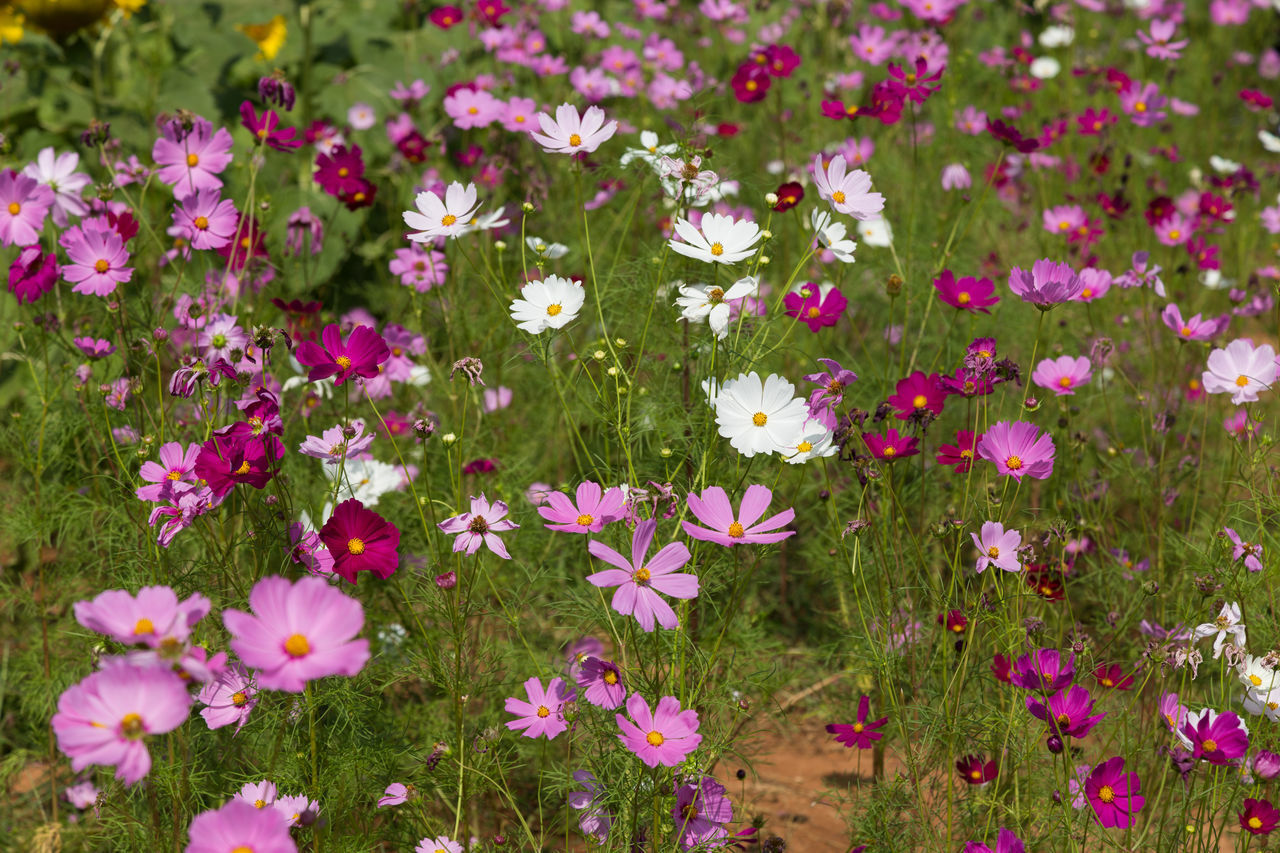 CLOSE-UP OF PINK FLOWERING PLANTS ON FIELD