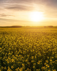 Rapeseed Field