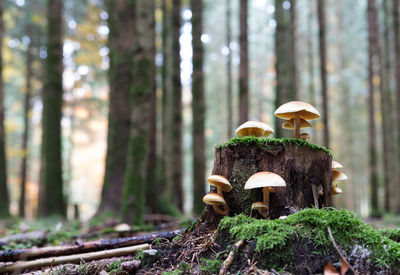 Mushrooms growing on tree trunk