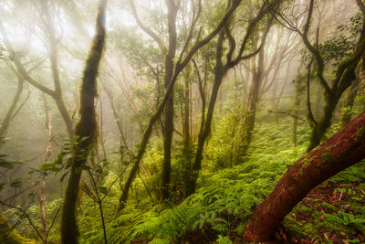 Trees in forest