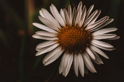 Close-up of white daisy flower against black background