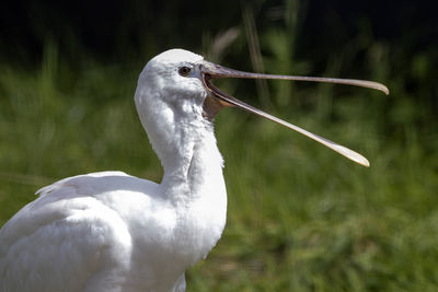 A close up of a vocal eurasian spooner bird showing its beak.