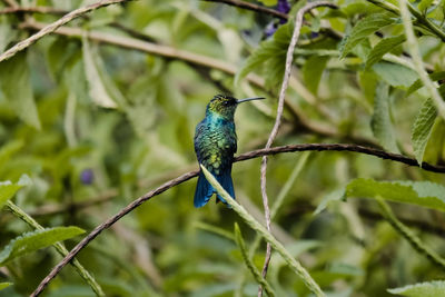 Close-up of bird perching on branch