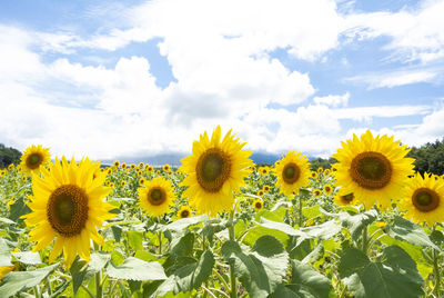 Close-up of sunflowers on field against cloudy sky