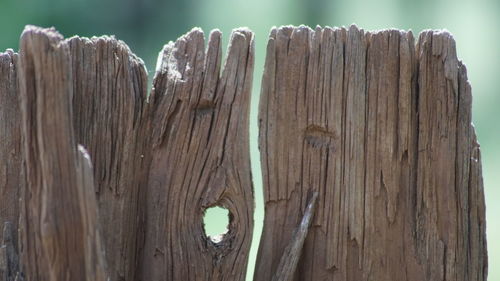 Close-up of wood