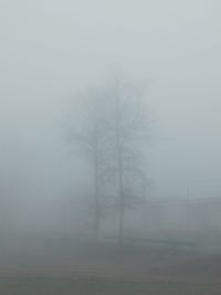 Bare trees in foggy weather