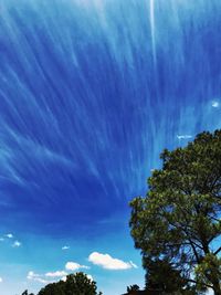 Low angle view of trees against blue sky