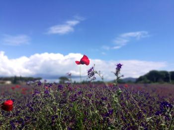 Close-up of red poppy flowers on field against sky