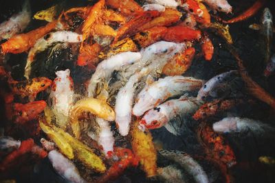 High angle view of koi carps swimming in lake